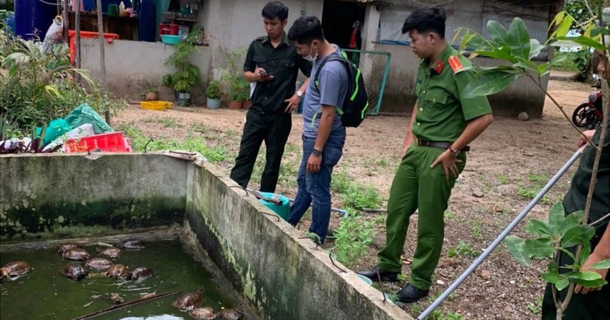 Phú Quốc: Người dân giao nộp 58 con rùa đất để thả về rừng