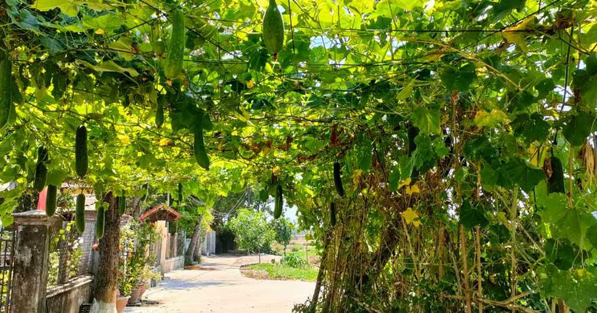 Về Huế ăn cơm: Những cây bín bò