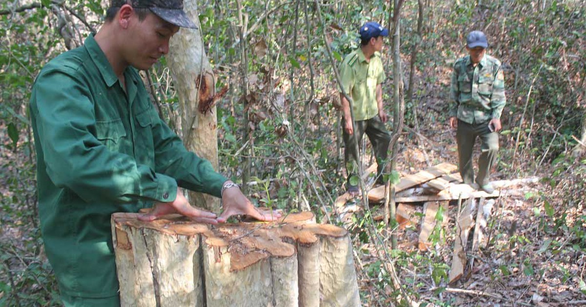 Vì sao rừng vẫn liên tục bị thảm sát?: Cần chính sách mới để giữ rừng