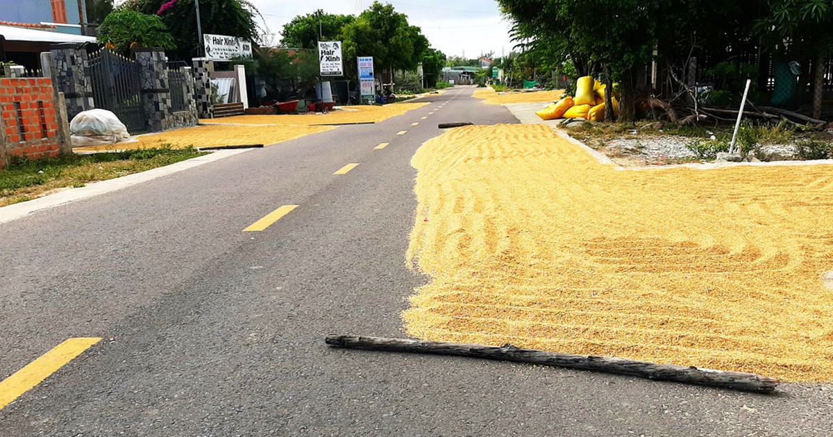 Nguy hiểm khi phơi lúa trên đường