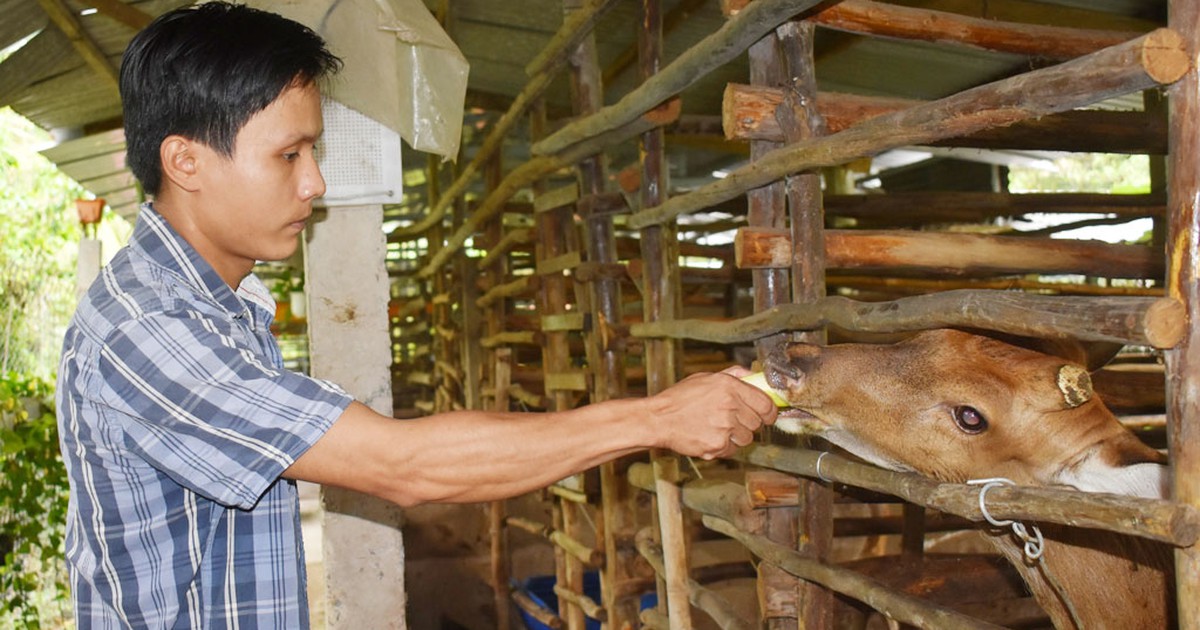 Nuôi hươu lấy nhung, thu nhập gần nửa tỉ đồng/năm