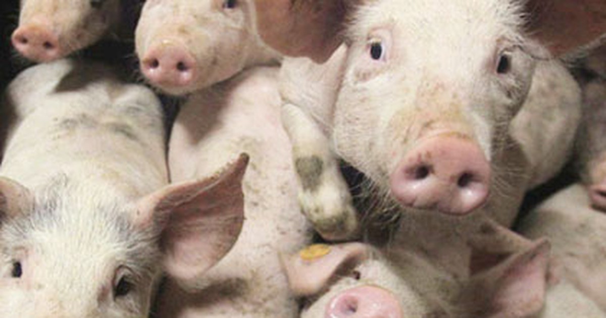 Lật xe, hơn 2.000 con heo gây náo loạn ở Mỹ