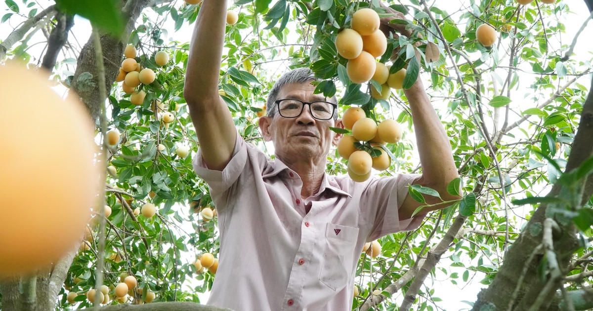 Làm giàu từ thanh trà ngọt