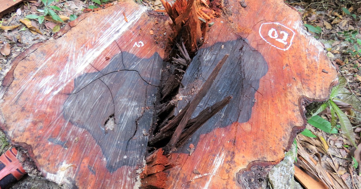 Khởi tố thêm 6 bị can phá rừng lấy gỗ mun tại Phong Nha - Kẻ Bàng