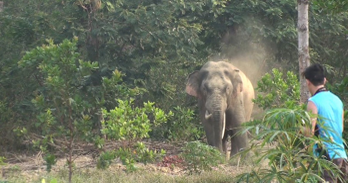 'Voi ngà lệch hiền lắm, xin chụp hình là đứng cho chụp'