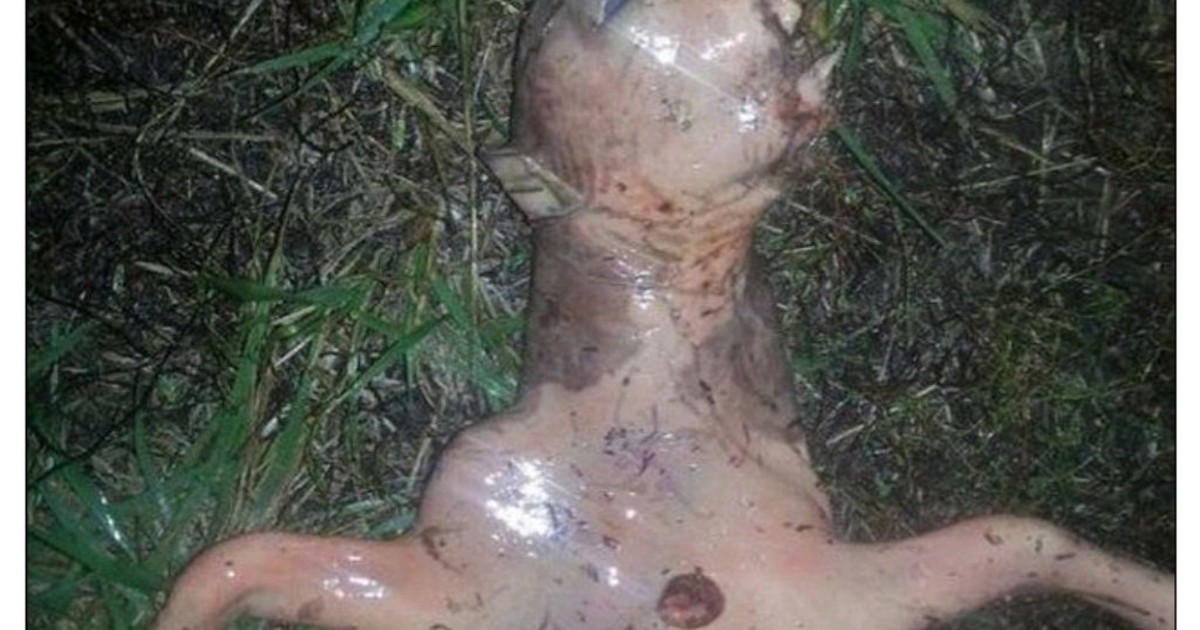 Phát hiện xác sinh vật lạ trong vườn nhà ở Mỹ