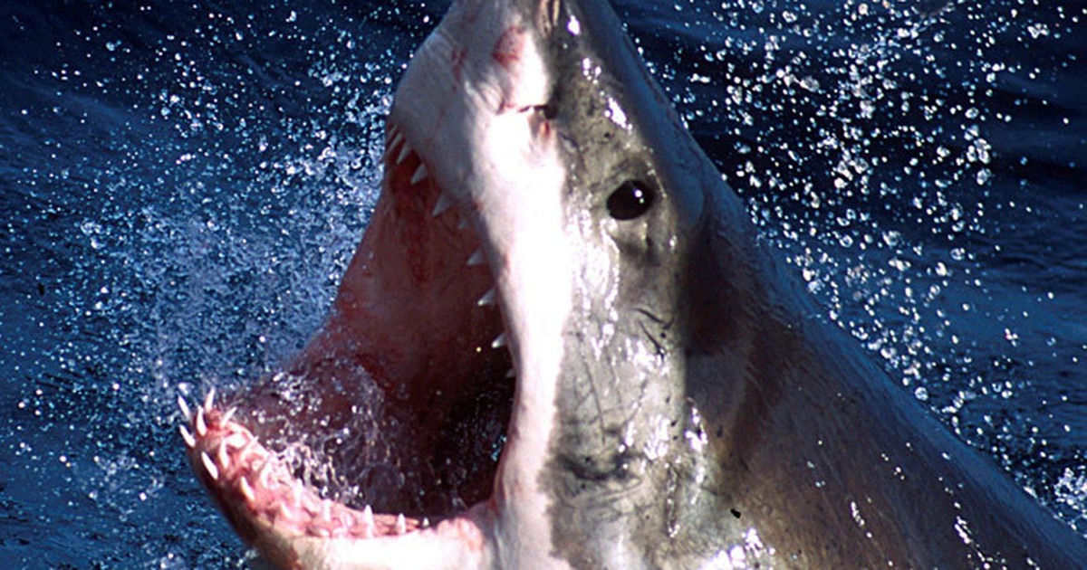 Úc: Sơ tán du khách vì cá mập xuất hiện ở bãi tắm