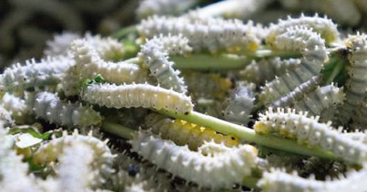 Chữa tổn thương cột sống bằng tơ sâu bướm