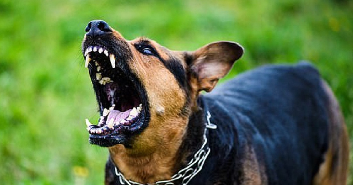 Kinh hoàng vụ bầy chó dữ cắn chết người phụ nữ đang đi đường