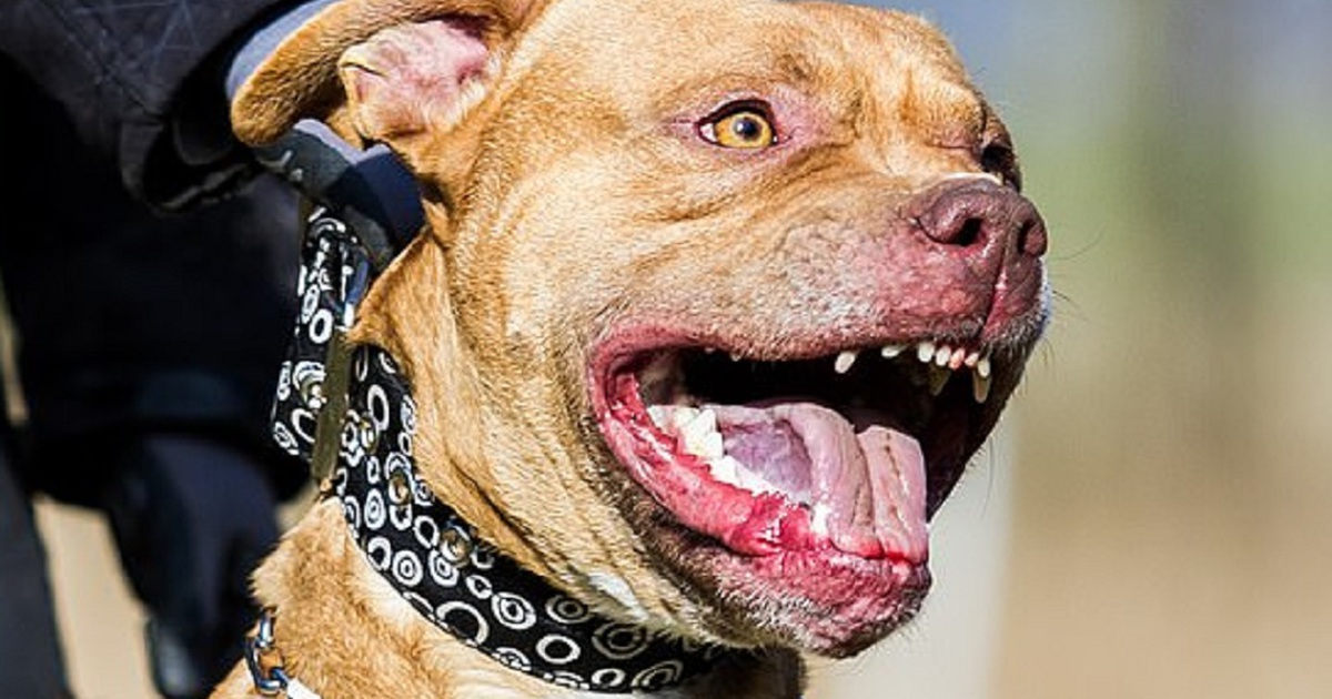 Hai con chó nhà cắn chết người mẹ, nguyên nhân khiến mọi người bất ngờ