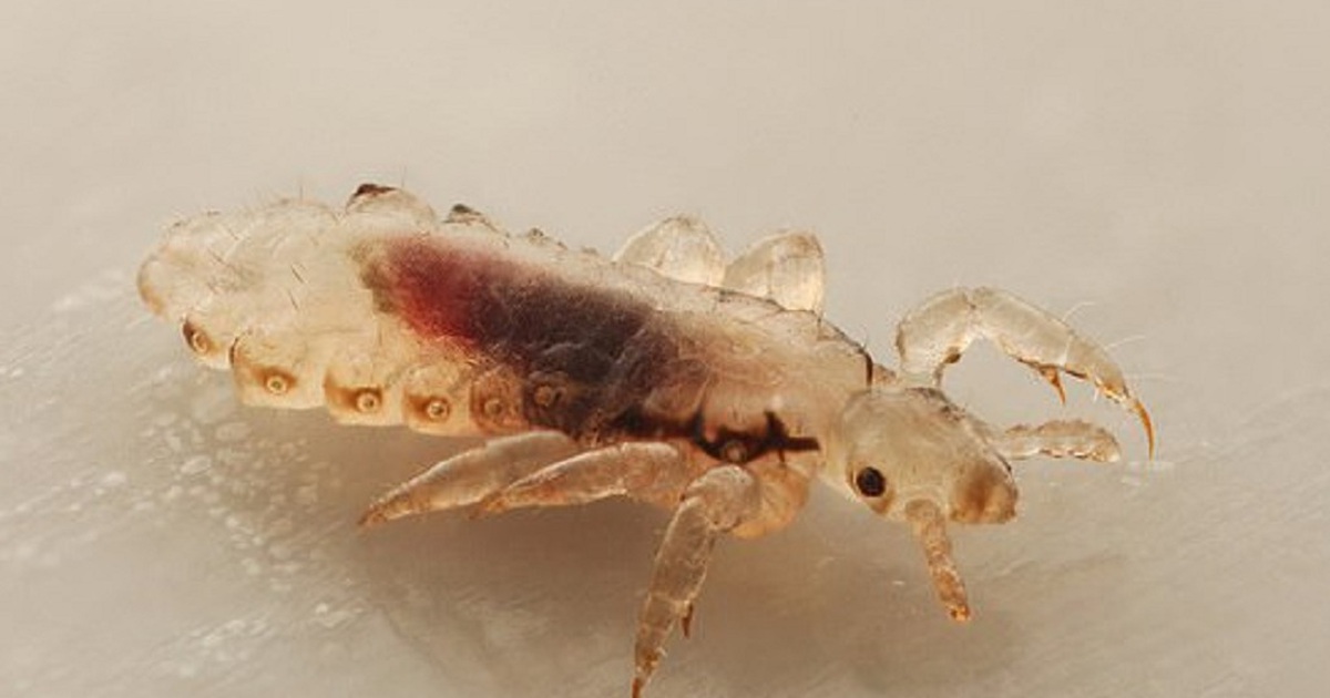 3 lầm tưởng về chí khiến bạn khó diệt hết được chúng