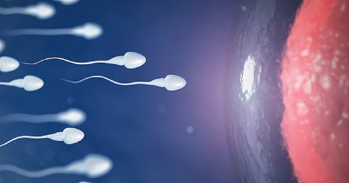 Phát hiện loại enzyme giúp tạo ra tinh trùng suốt đời