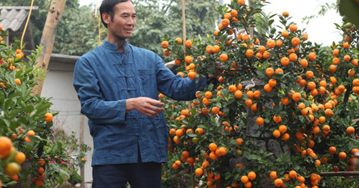 Nhà nông phục vụ Tết - Kỳ 27: Chăm quất bonsai khó như 'nuôi trẻ'