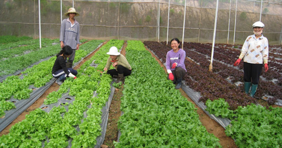 Nguồn lực kiều bào - Kỳ 9: Cha đẻ khái niệm rau sạch