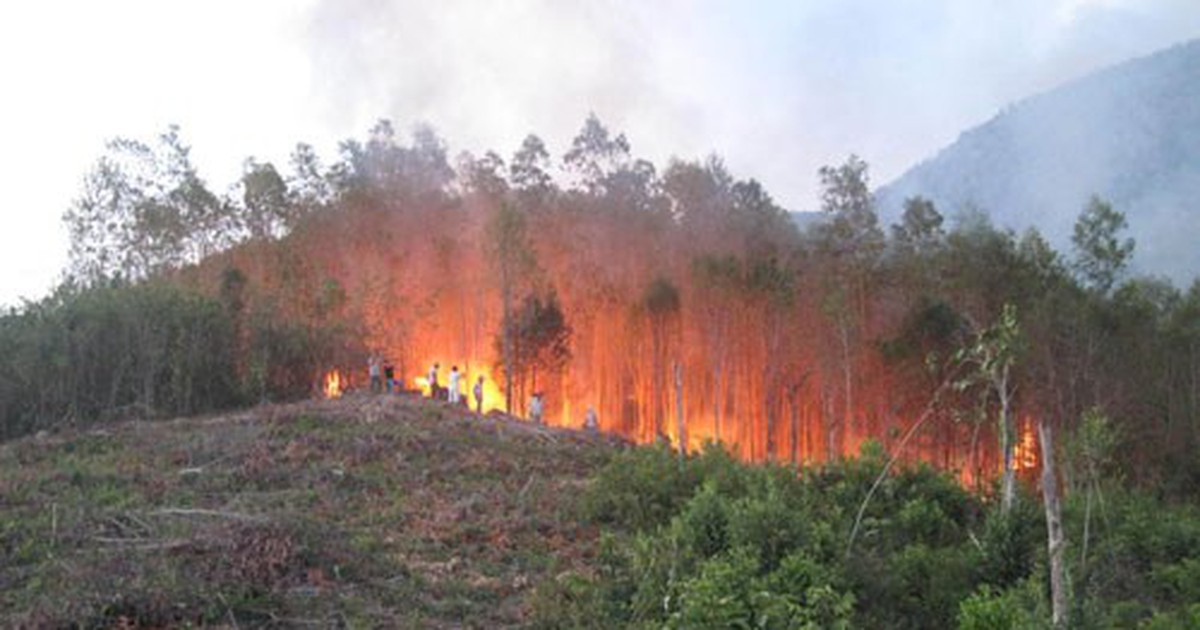 11 khu vực rừng cảnh báo cháy lớn