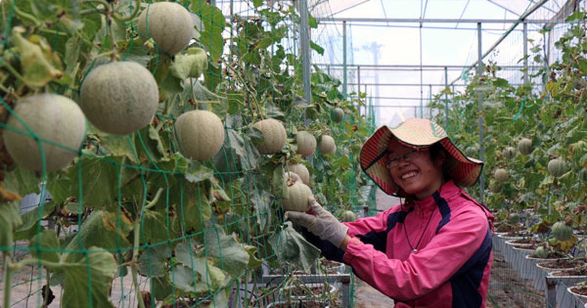 Việt kiều Pháp làm nông dân ở Đà Lạt