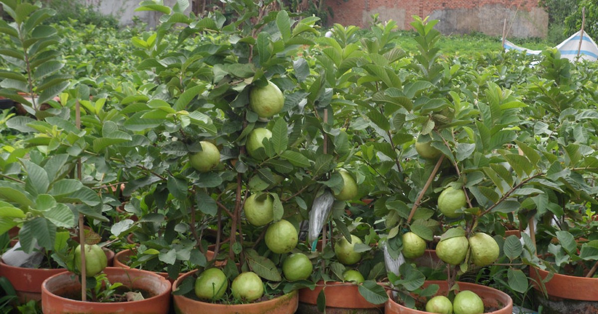 Đưa giống ổi mới siêu trái vào triển lãm hút khách tham quan