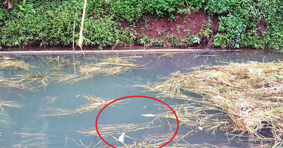 'Dính' hóa chất bãi quặng, cá chết hàng loạt