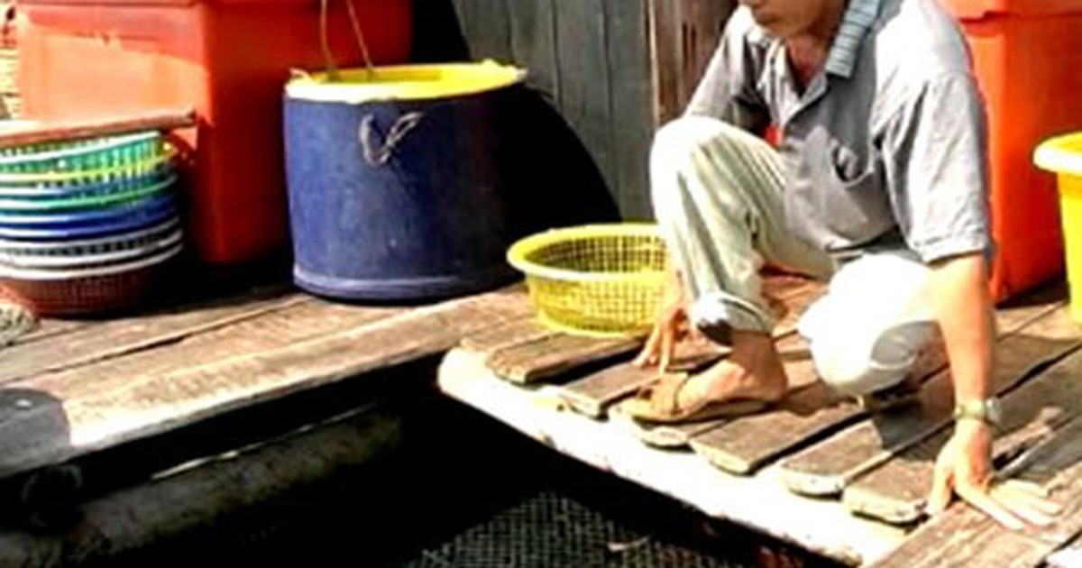Cá nuôi lồng chết hàng loạt do vi khuẩn vibrio alginolyticus