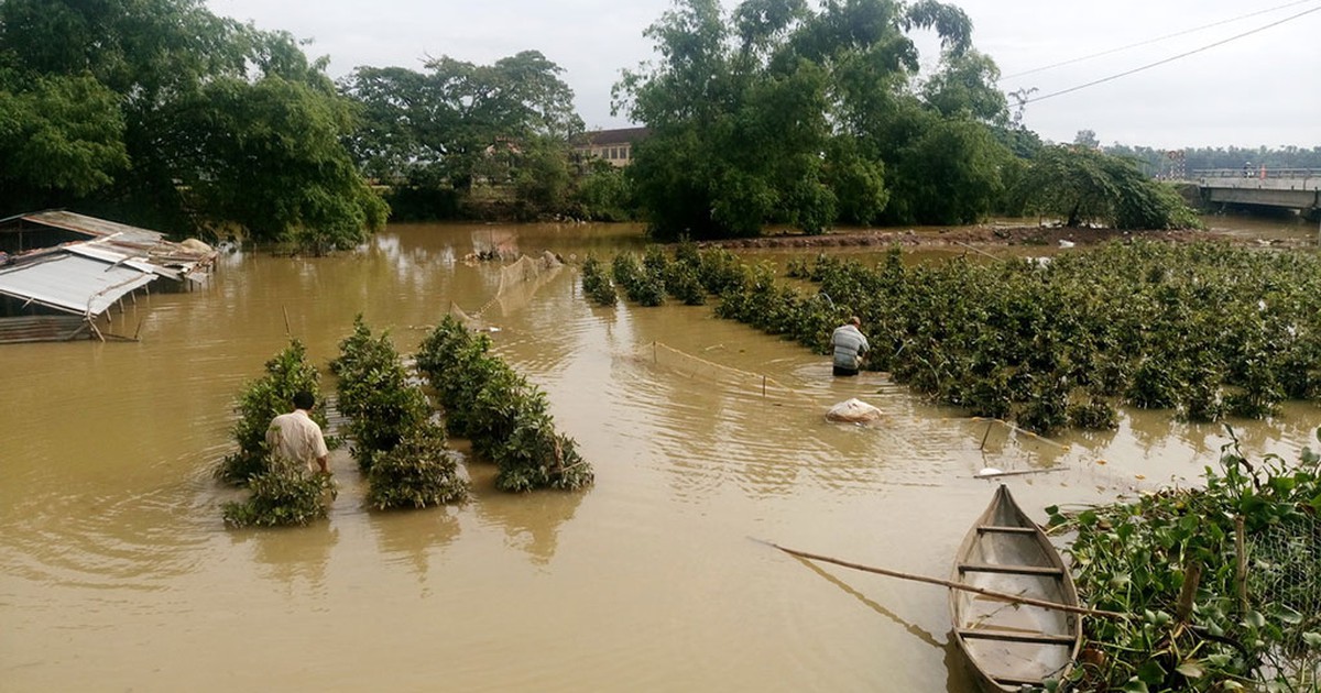 Xơ xác những vườn mai sau lũ khi Tết sắp về