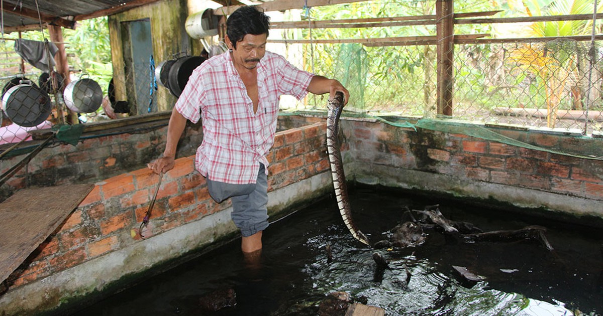 Tự tạo cơ hội: Kiếm tiền từ nuôi rắn ri voi