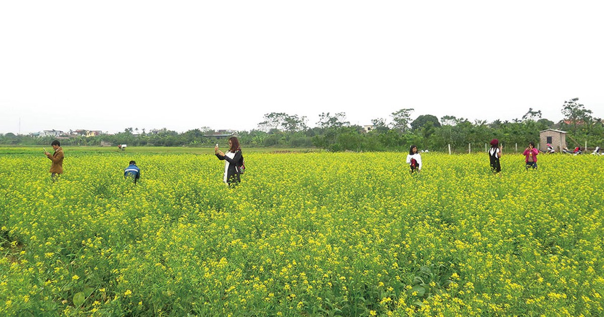 Đồng hoa cải được phượt thủ phát hiện, chủ vườn 'sống khỏe'