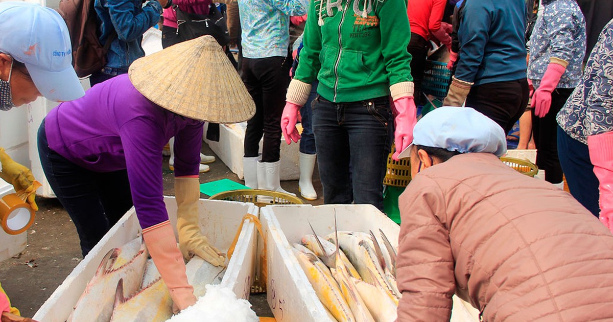 Ngư dân Quảng Trị trúng mẻ cá bè vàng hơn 100 tấn