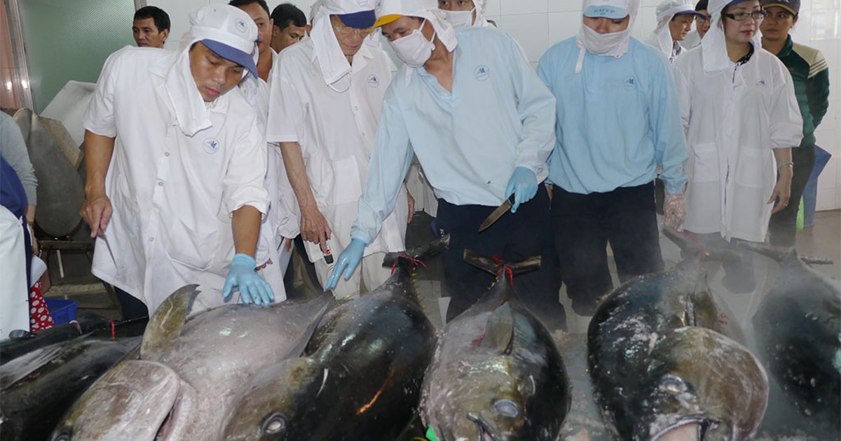 Tại sao châu Âu 'rút thẻ vàng' với hải sản Việt Nam?