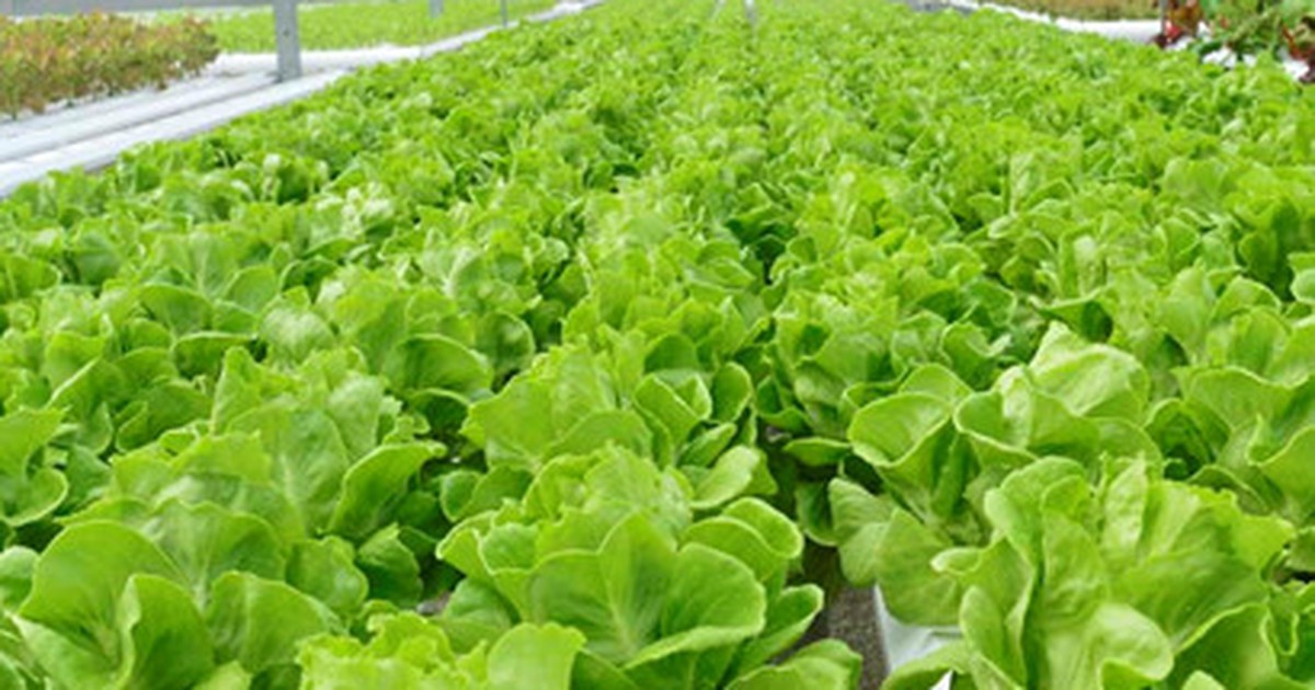 Đồng Tháp sẽ có cụm chế biến sâu về nông sản