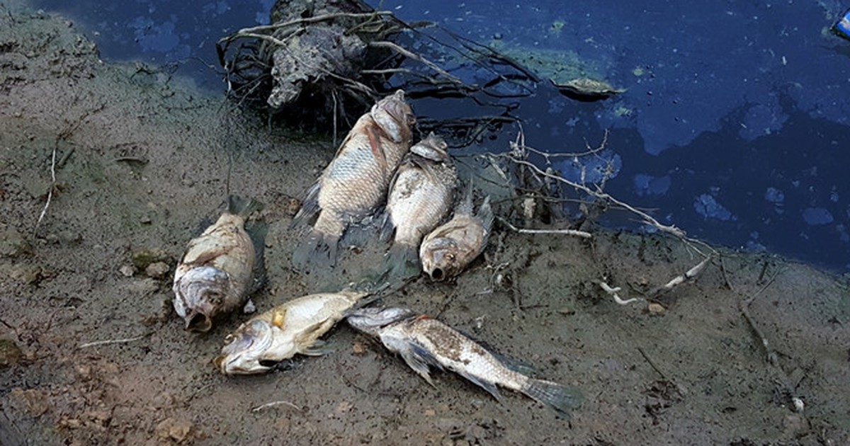 Cá tiếp tục chết sau sự cố vỡ đập thải nhà máy vàng