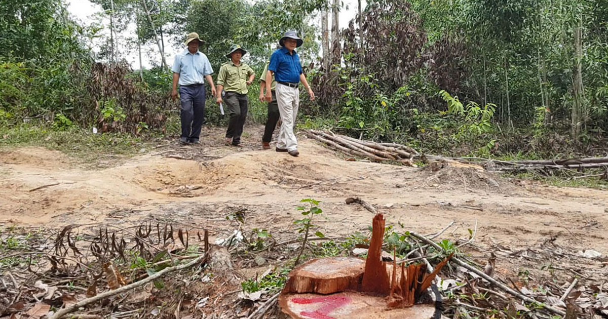 Vụ tận thu rừng trồng sai quy định: Chuyển hồ sơ sang cơ quan điều tra