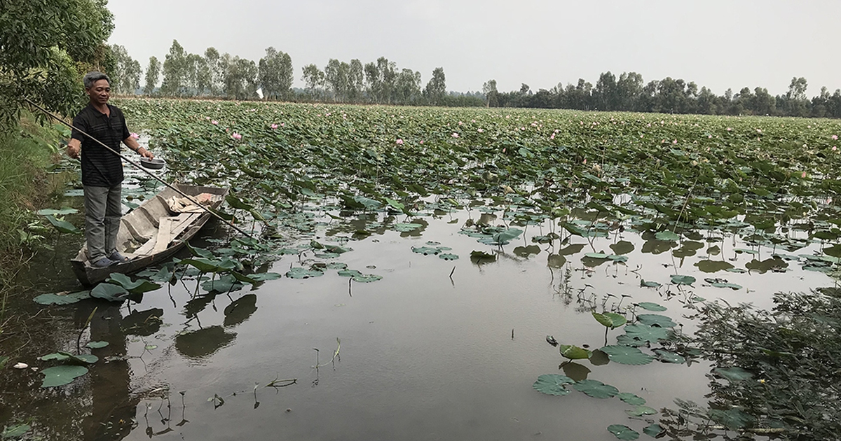 Sông Mê Kông 'trơ đáy', ĐBSCL lo hạn mặn khốc liệt: Sống chung với 'nước kém'