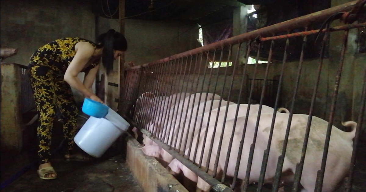 Nghiên cứu thêm trường hợp âm tính dịch tả lợn châu Phi nhờ ăn hèm rượu