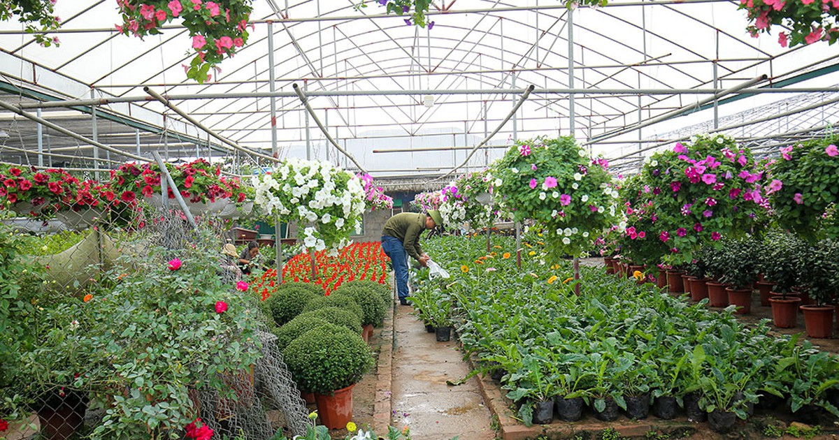 Làng hoa ven sông Hồng khoe hàng trăm giống hồng quý phục vụ Tết