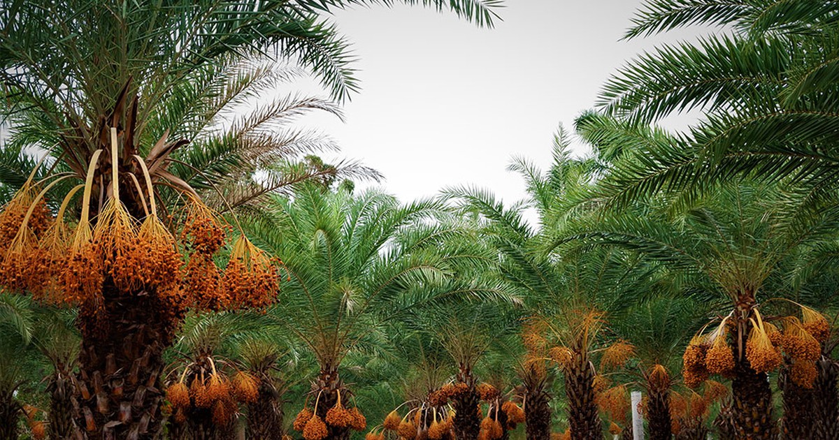 Vườn chà là miền Tây gây sốt vì hàng ngàn du khách thích check-in