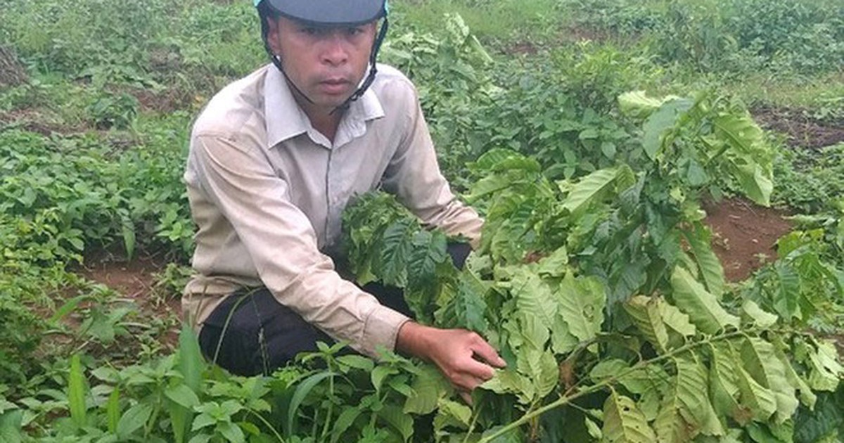 Dân 9 lần bị chặt phá vườn cà phê, trách nhiệm của công an ở đâu?