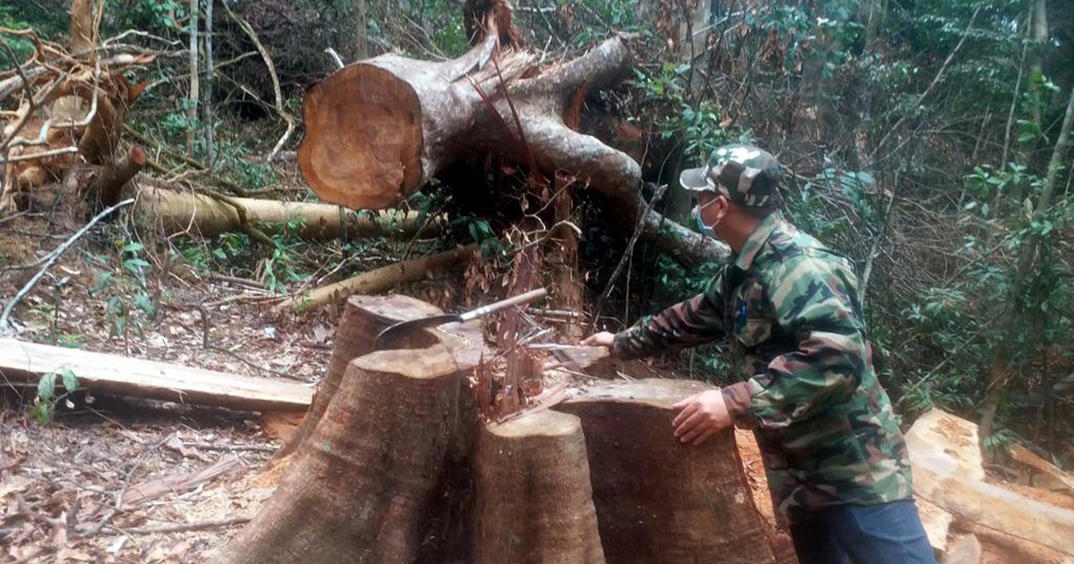 Phá rừng cổ thụ phòng hộ lấy gỗ làm chuồng trại gia súc?