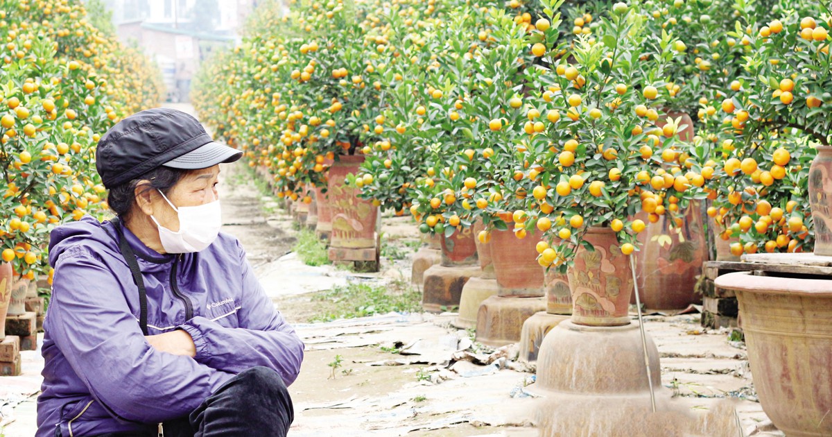 Phập phồng hoa kiểng, nông sản tết