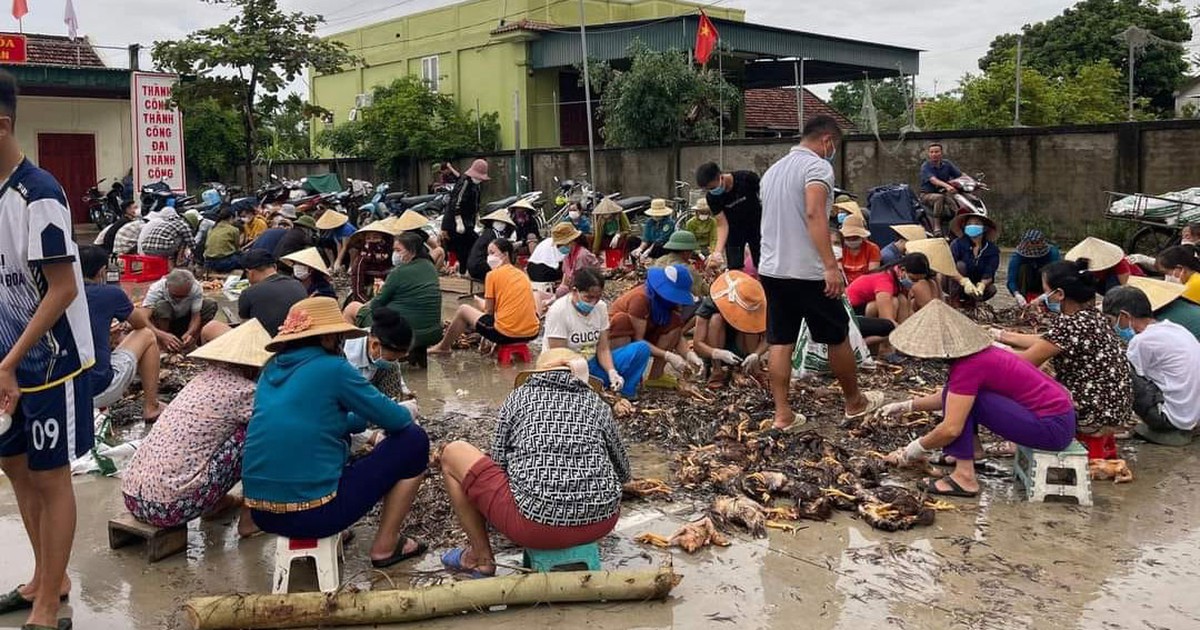 Cả xóm xúm nhau 'giải cứu' trang trại 4.000 con gà bị lũ nhấn chìm
