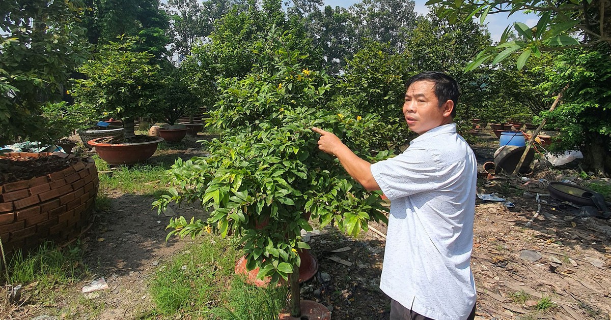 Người trồng hoa kiểng tết phập phồng