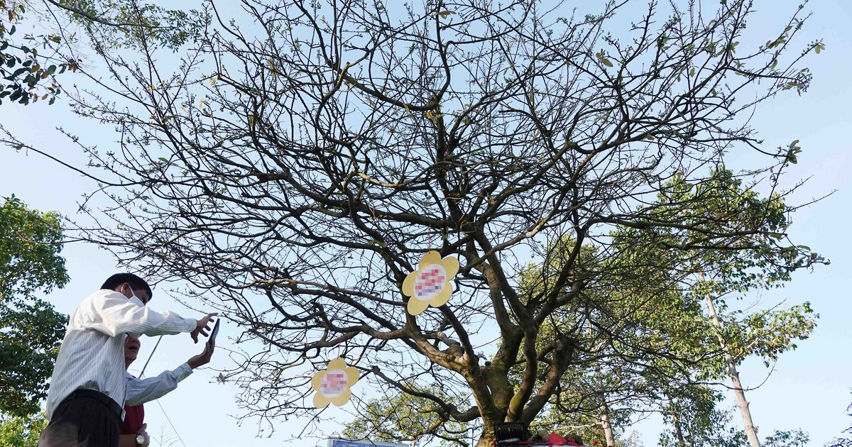 Độc đáo cây cảnh chơi tết