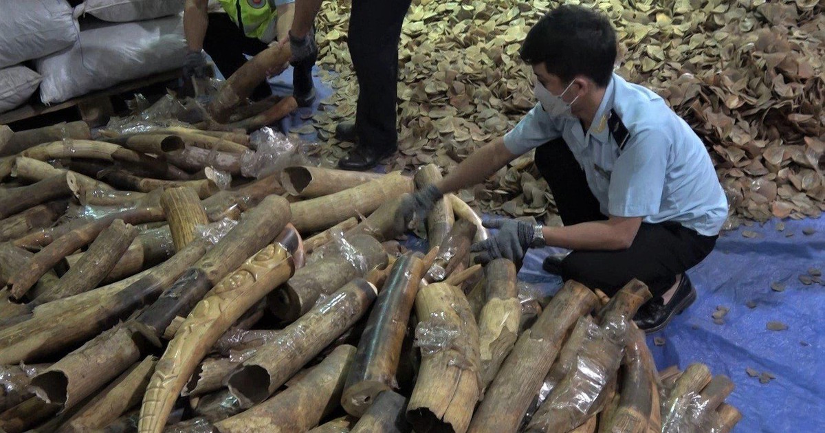 Cận cảnh gần 7 tấn vảy tê tê, ngà voi nhập lậu từ Nigeria về Đà Nẵng