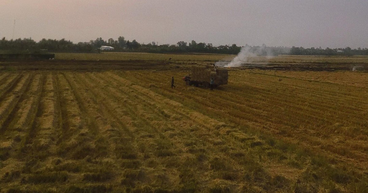 Mùi rơm rạ quê mình…