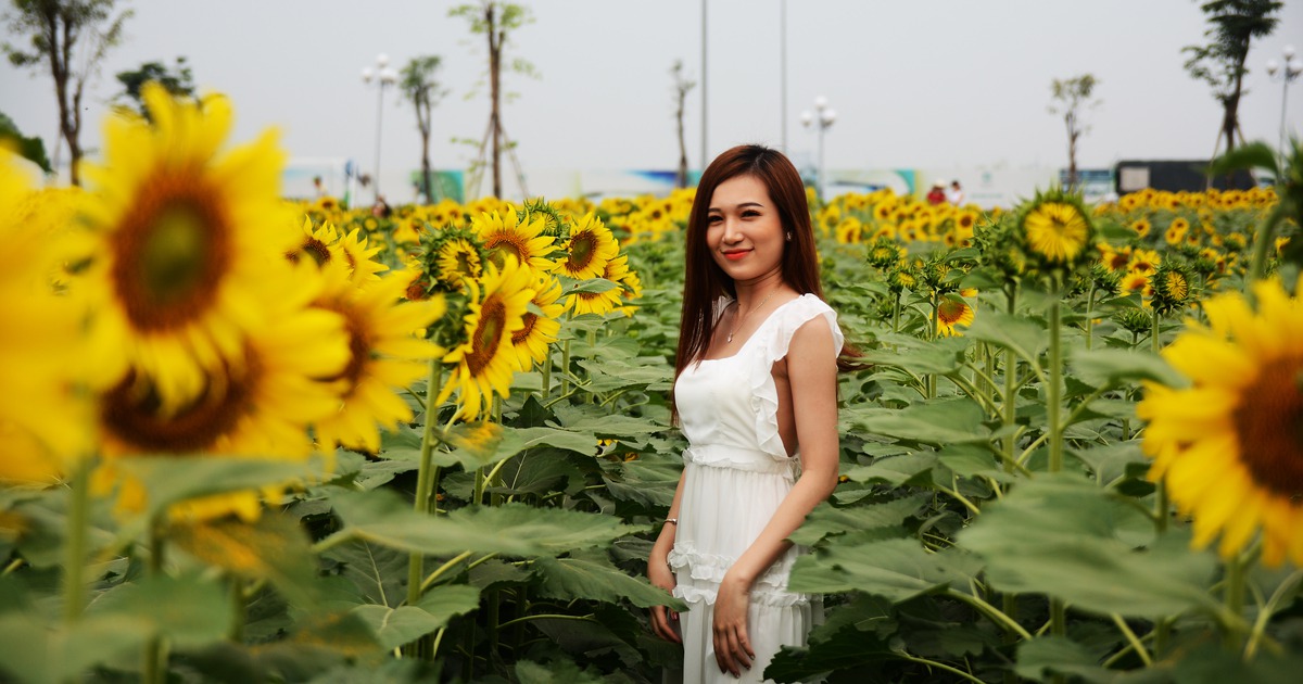 Người Sài Gòn kéo nhau đến vườn hoa hướng dương 'khủng' ở ngoại thành
