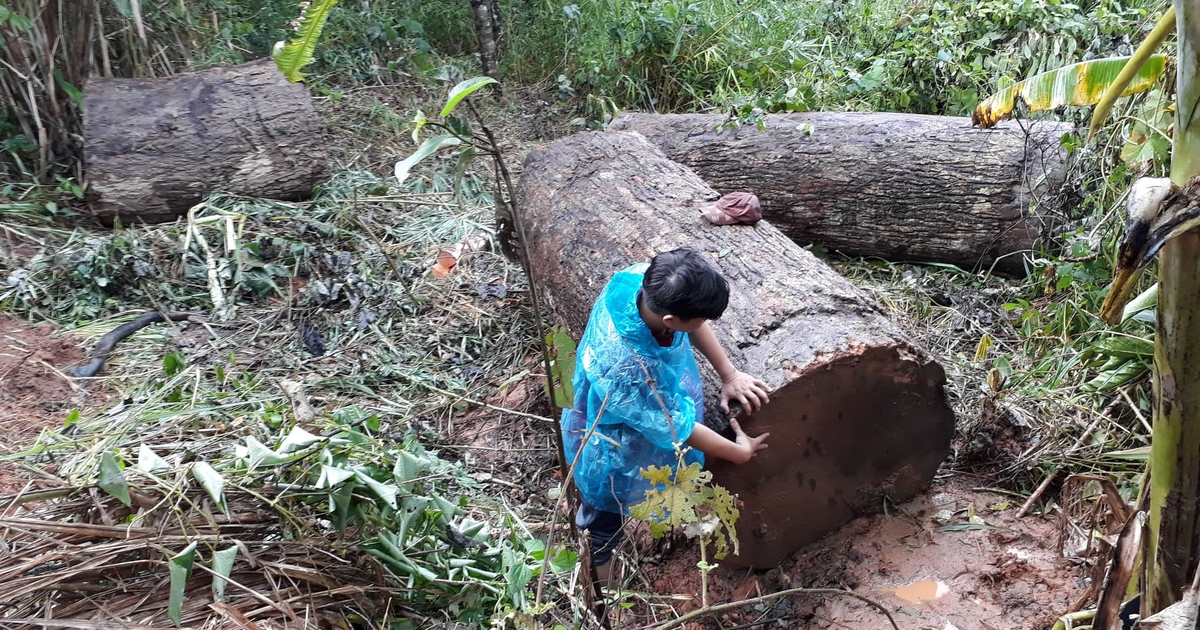 Lật xe chở gỗ trong rừng, 1 người bị gỗ đè tử vong