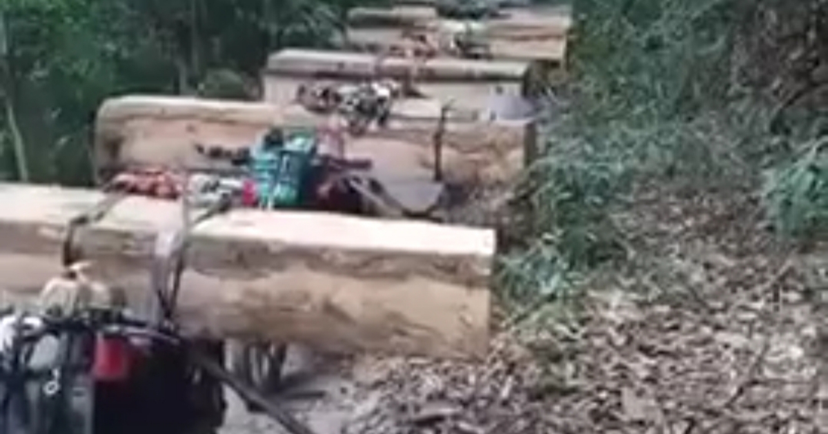 Kon Tum: Mật phục, bắt giữ 11 người vận chuyển gỗ trái phép