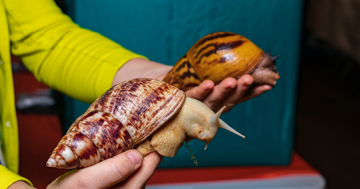 Mỹ chặn 15 con ốc sên khổng lồ có thể gây viêm màng não