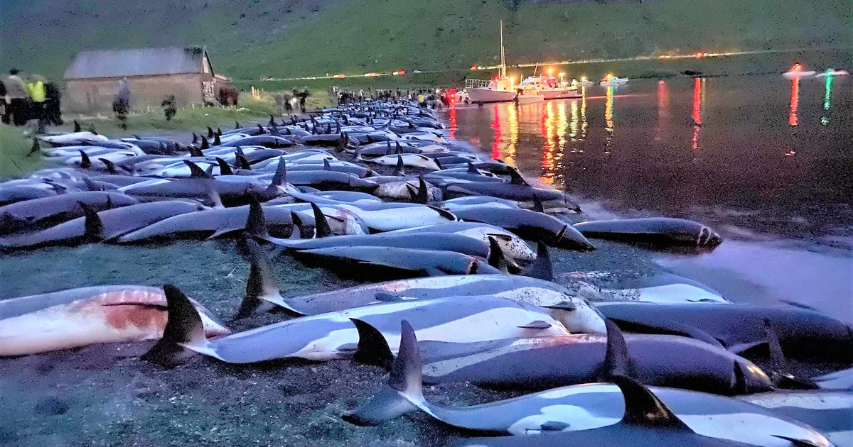 Gần 1.500 con cá heo bị giết thịt tại Faroe, gây phẫn nộ