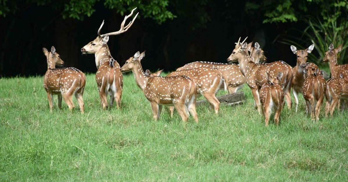 Cảnh vệ của tổng thống Paraguay bị hươu húc chết