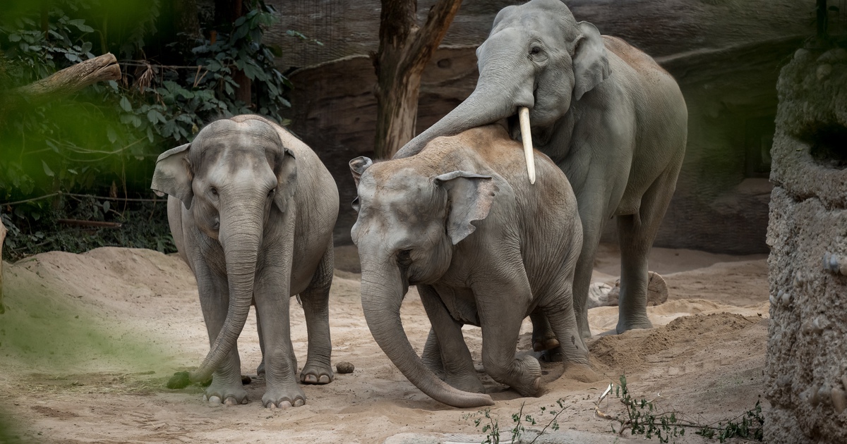 Virus bí ẩn giết chết một loạt voi con trong vườn thú Thụy Sĩ